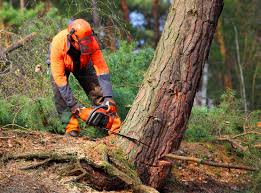 How Our Tree Care Process Works  in  Highland Park, IL