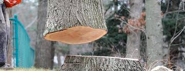 Best Hazardous Tree Removal  in Highland Park, IL