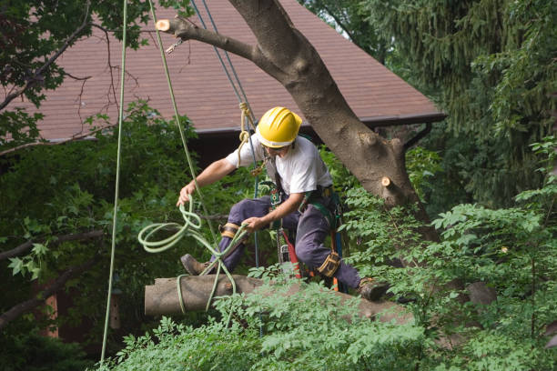 Best Emergency Tree Removal  in Highland Park, IL