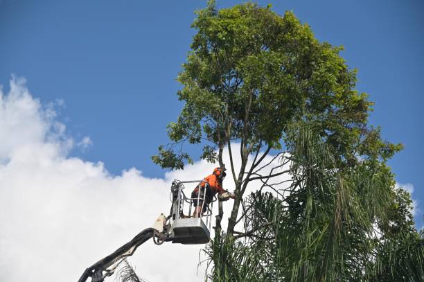 Best Tree and Shrub Care  in Highland Park, IL