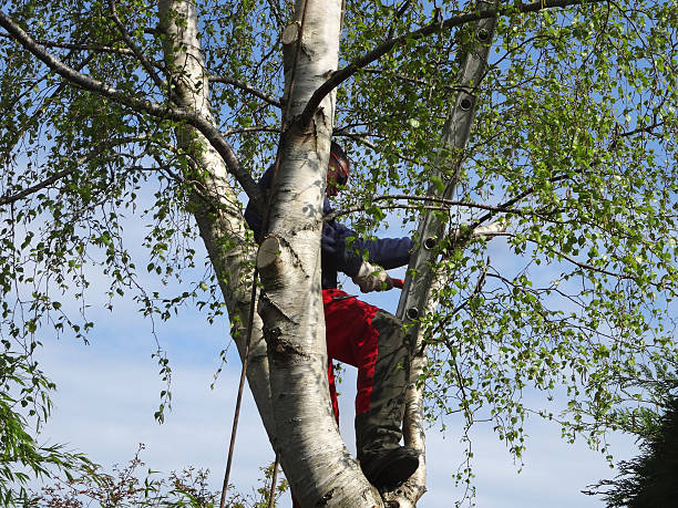 Trusted Highland Park, IL Tree Care Experts